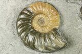 Fossil Jurassic Ammonite (Asteroceras) Cluster - Dorset, England #265208-1